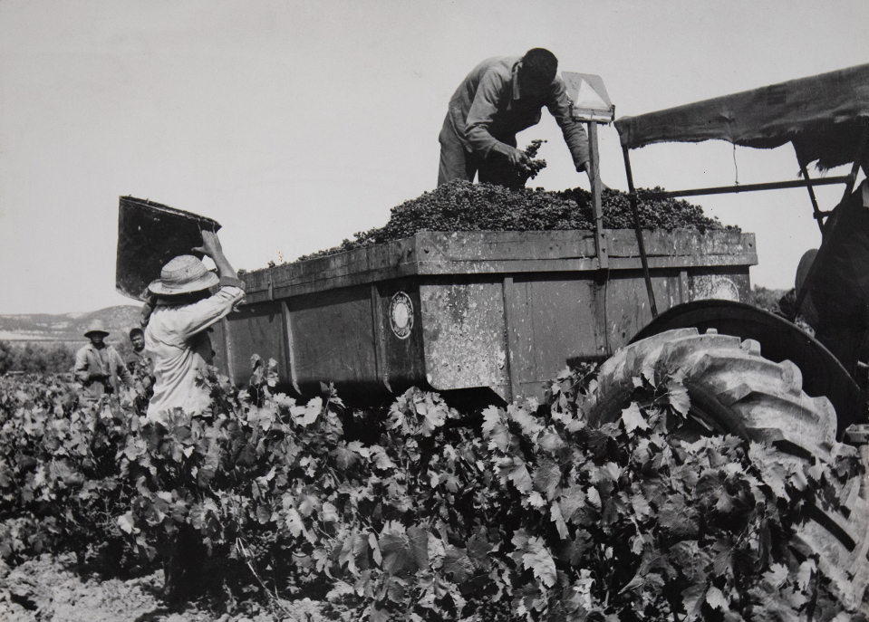 Vignobles de la Cave Viticole Grombalia au lever du soleil