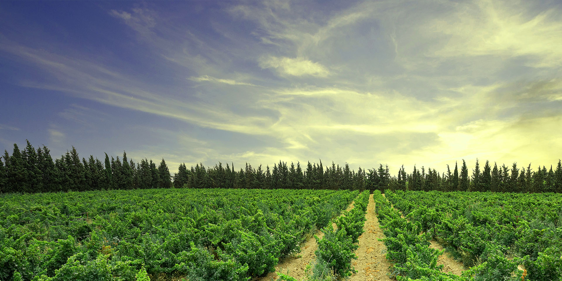 Vue panoramique des vignobles de Grombalia
